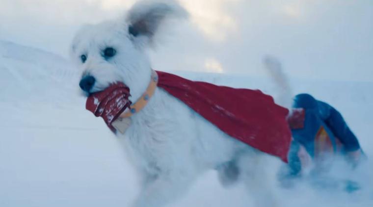 Aumenta el interés en la adopción de perros por ‘Superman’