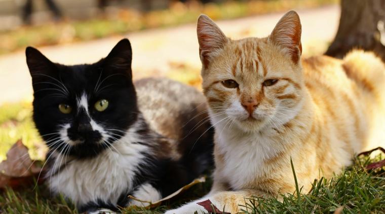 Aquellos que maltratan animales en la infancia, presentan graves problemas de violencia siendo adultos