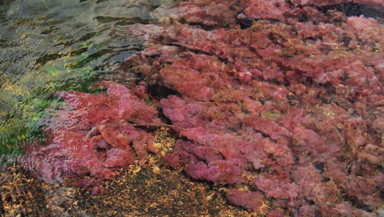 Caño Cristales