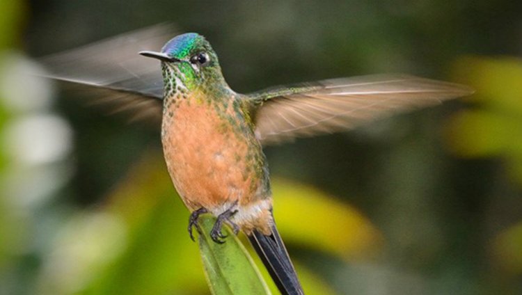 Colibrí María Leito