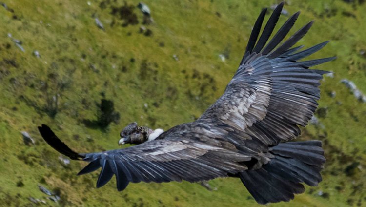 El Cóndor de los Andes sobrevolando el cielo santandereano Fotos: Cortesía de El Andinista