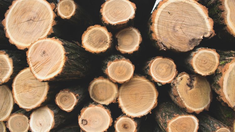 Troncos de árboles cortados. Foto de Unsplash.