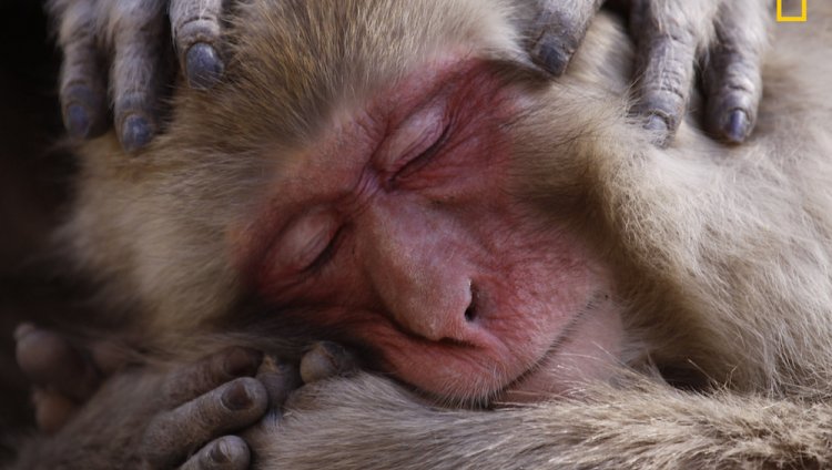 'Macaque Maintenace', una de las menciones de honor. Foto: Lance MCMillan