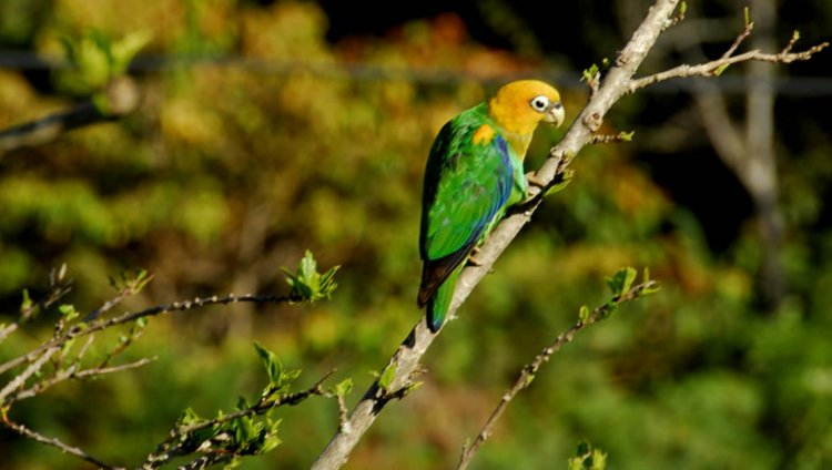 Todas las fotos tomadas de Parques Naturales de Colombia por Ingrid Paola Jurado Rivera