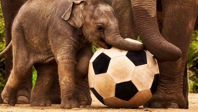 Documental recomendado: "An Apology to Elephants" Documental recomendado: "An Apology to Elephants"
