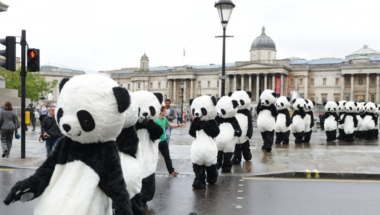 Invasión de pandas en Londres Invasión de pandas en Londres