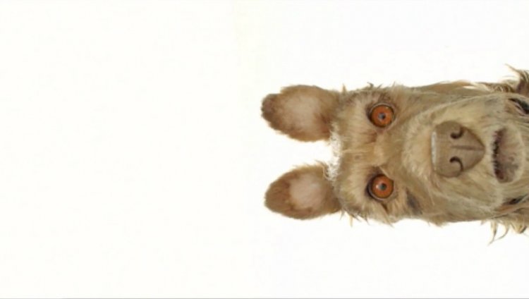 Bill Murray es un perro en la nueva película de Wes Anderson Bill Murray es un perro en la nueva película de Wes Anderson