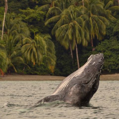 Ballena Jorobada en isla gorgona. Foto cortesía Fundación Yubarta por Bióloga Marina Laura Benitez 