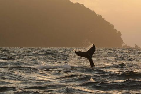 Coletazo de ballena Jorobada en isla gorgona. Foto cortesía Fundación Yubarta por Bióloga Marina Laura Benitez 
