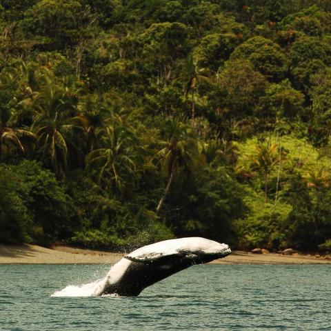 Salto ballena jorobada Isla Gorgona fotos cortesía Fundación Yubarta por Bióloga Marina Laura Benitez 
