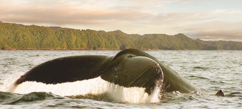 Coletazo de ballena Jorobada playa El ALmejal. Foto cortesía Avistamiento de Ballenas Colombia
