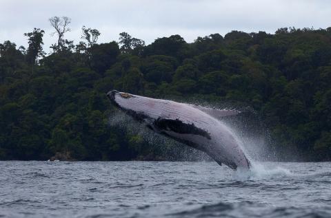Salto ballena Jorobada en Nuquí. Foto cortesía Fundación Macuáticos por Natalia Botero
