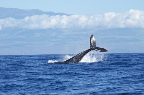Coletazo ballena Jorobada Nuquí. Foto cortesía Fundación Macuáticos por Natalia Botero