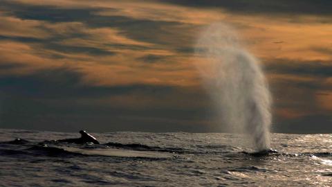 Ballenas jorobadas en superficie playa El ALmejal. Foto cortesía Avistamiento de Ballenas Colombia