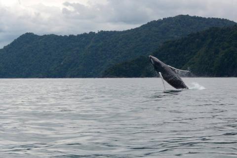 Salto Ballena Jorobada Bahía Solano. Foto cortesía Avistamiento de Ballenas Colombia