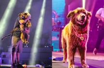 La historia de Cocoa, la perrita que se volvió estrella del reggae 