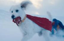 Aumentan las búsquedas de adopción de perros luego del estreno de ‘Superman’ 