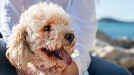 En España ahora las mascotas son legalmente miembros de la familia. Foto: Freepik.es