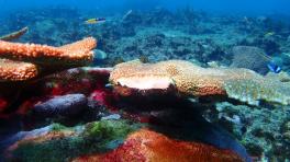 Fotos cortesía de Corales de Paz. Tomadas en San Andrés Islas.