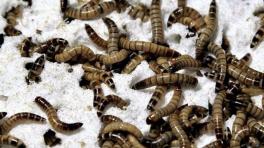 Supergusanos podrían ser la clave para el reciclaje del plástico