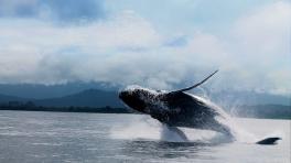 Salto Ballena Jorobada playa El Almejal. Foto cortesía Avistamiento de ballenas colombia