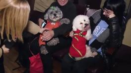 Así fue la primera función de cine para perros en Suramérica 