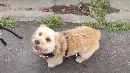 Captura de pantalla del video oficial de "Tango" de Axterix