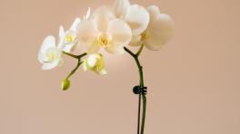 Imagen de Earl Wilcox. Unsplash.