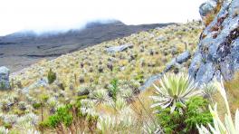 Imagen de Wikimedia Commons