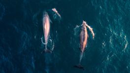 Delfin rosado. Imagen de: Lachlan Dempsey. Unsplash