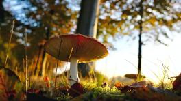 Foto de Matthias Zomer (www.pexels.com)