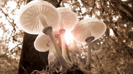 Foto de Pixabay: https://www.pexels.com/es-es/foto/primer-plano-de-cuatro-hongos-blancos-361186/