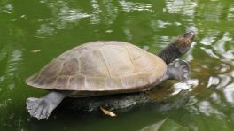 Tortuga del Magdalena | Radiónica