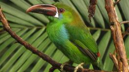 Tucanete culirrojo. Foto Santiago Muñoz
