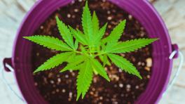 Rotarlo o no rotarlo: regulación y derechos de los consumidores de marihuana en Colombia. Imagen: Matthew Sichkaruk. Unsplash. 