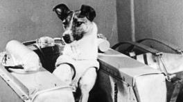 La historia de Laika