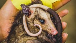 Foto: Davis Travis - Tomado de La Casita del Bosque