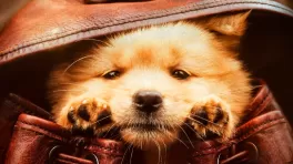 El estreno de Hachiko llega en el marco de su cumpleaños número 100 | Foto: Cine Colombia