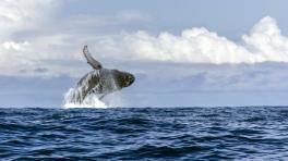 LaVerde Biodiversa - Colombia Megadiversa por Edwin Laverde