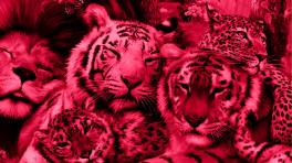 Animales silvestres como mascota: una tragedia ambiental