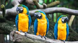 Aviturismo: una apuesta por un turismo responsable