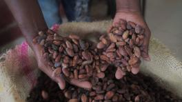 El Cacao de Tumaco en clave de paz - Cortesía de la Agencia para la Reincorporación y la Normalización ARN
