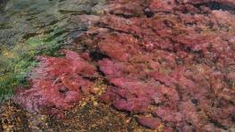 Caño Cristales fue reabierto al turismo