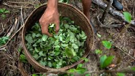 Hoja de Coca. Foto tomada de El Mundo.