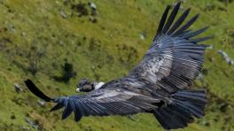 Fotos: Cortesía de El Andinista 