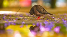 Fotografía por Guillermo Ossa