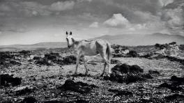 Memorias fotográficas de la violencia por Juan Manuel Echavarría | Radiónica