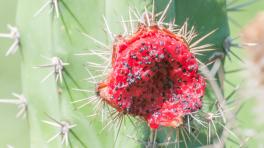 La exótica gastronomía de la Guajira, cinco gustos para el paladar