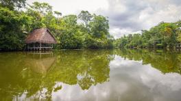 Regiones del Amazonas producen más CO2 del que absorben 