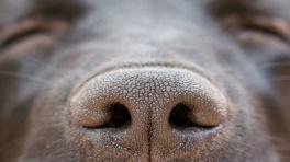 La app que permite encontrar perros perdidos con su nariz 